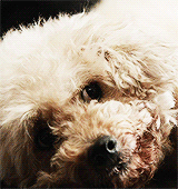 hoechloin:  teen wolf + cute puppies 