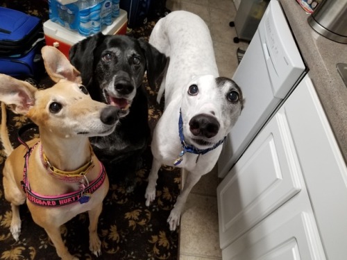 sciencehound:Adventures in trying to get three dogs to cooperate.