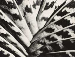 Zzzze:  Sonya Noskowiak: 1900-1975 Agave-(Cactus),1933 