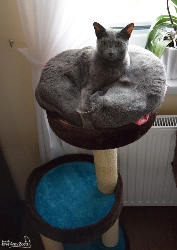 love4my2cats:  The story of one new scratcher:1. Unused 2. Unused 3. Used for scratching,