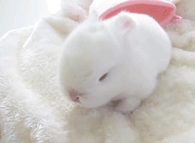 thebumblebunny:  these are white bunnies, baby soft bunnies in white getting ready