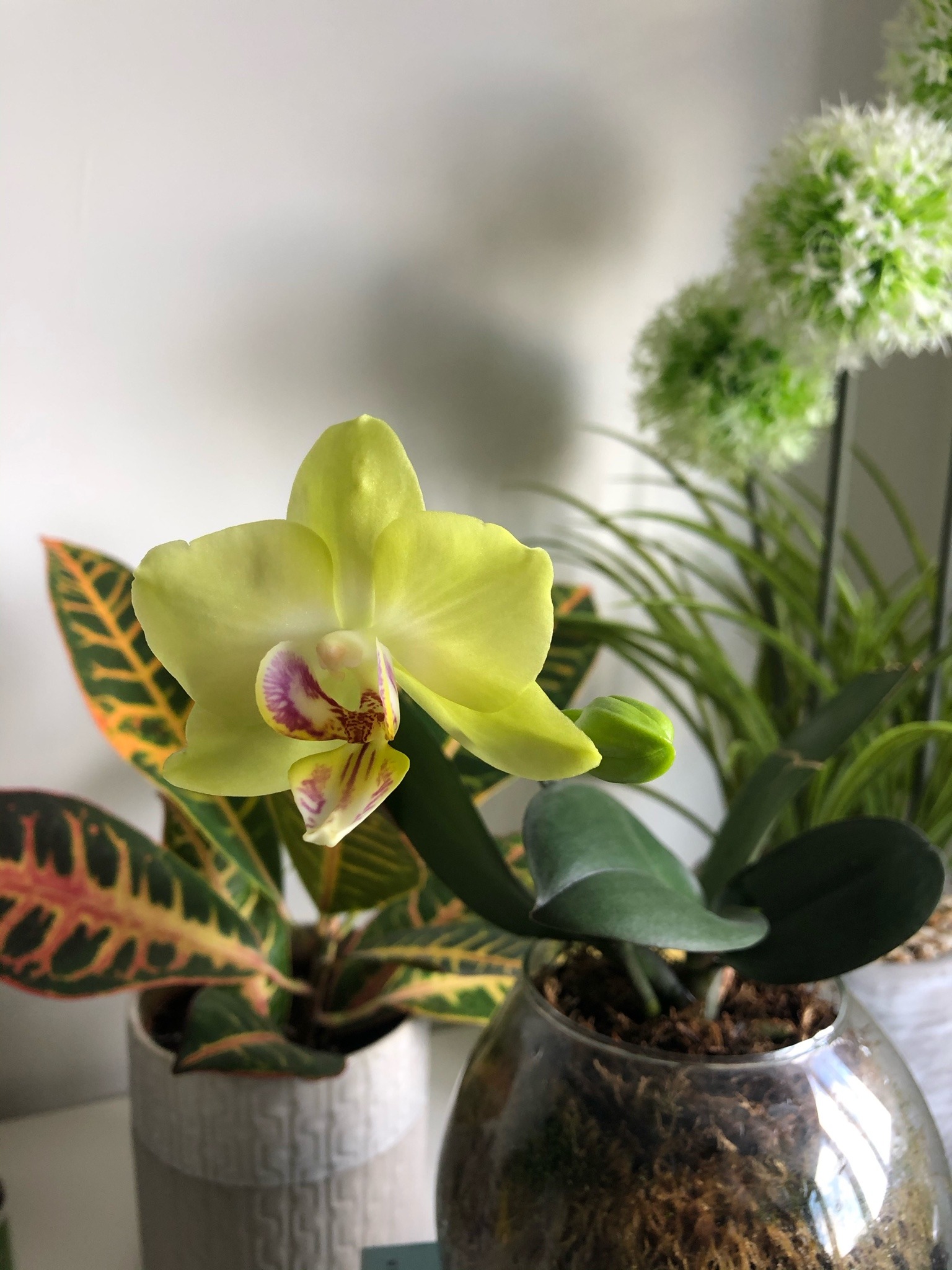 itsamba:Blossomed back after a whole year 🥰