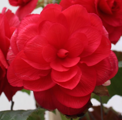 plantconstellations:  shades of begonias 