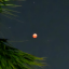 xanaxdreamsandtiredscreams