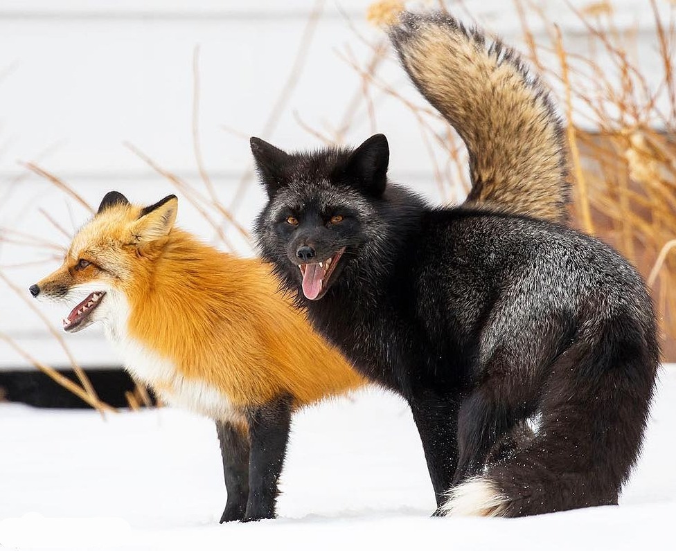 beautiful-wildlife:Yin and Yang by © bkcrossman