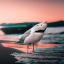 hauntedsharkbird