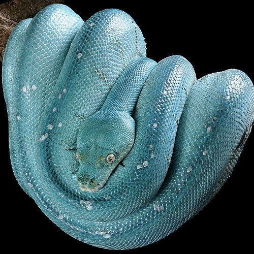 take-me-far-away-from-here:Green Tree Python - blue coloring  (Morelia viridis)The adults have a vib