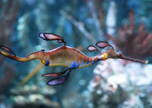 neaq:Weedy seadragon (Phyllopteryx taeniolatus)Those leafy appendages on the weedy seadragon are not