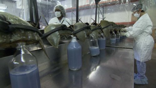 scienceyoucanlove:How do horseshoe crabs come to have blue blood? The phrase traditionally means blo