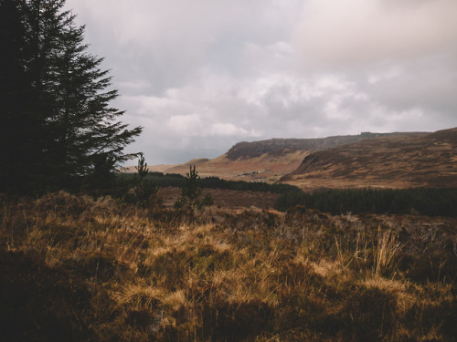 Winter woodland tones on the Isle of Eigg, Scotland