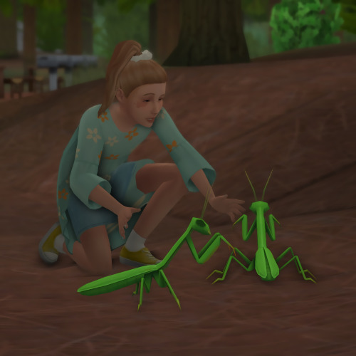 she WOULD like praying mantis’