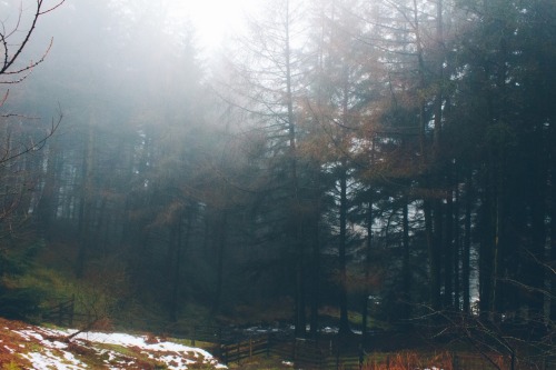 dpcphotography:Into the woods ☁️🍂