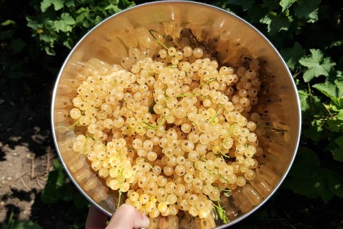 allthingssoulful-garden:Now that the golden raspberry season is coming to an end, another shade of y