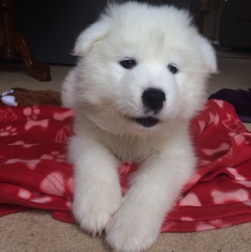 cloudthesamoyed: tbt to the day cloud first came home ft. her safety blanket