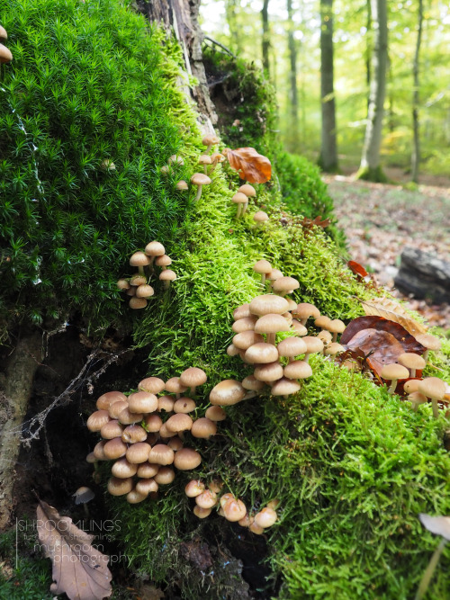 shroomlings:  Time to show you another beautiful mushroom castle…