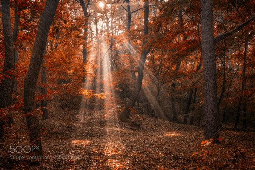 The light falls in the autumn forest. by c1113