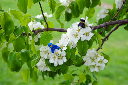 smallbricks: benny&amp;gcbc hangin’ out in cherry/pear blossoms