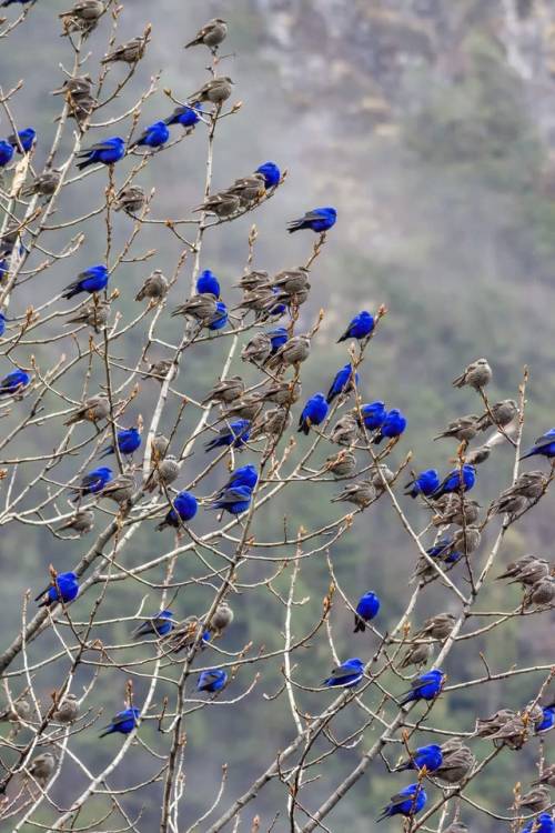 mooncustafer:sixpenceee: Female Grandalas are brown and the male ones are blue legion of twitter h