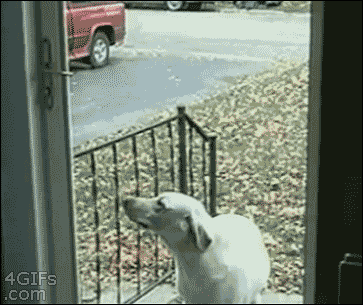 Haha silly dog