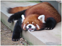 artfave:  Cute red pandas 