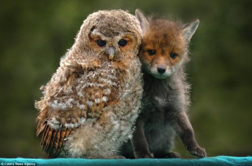 pagewoman:Fox Cub and Owlet