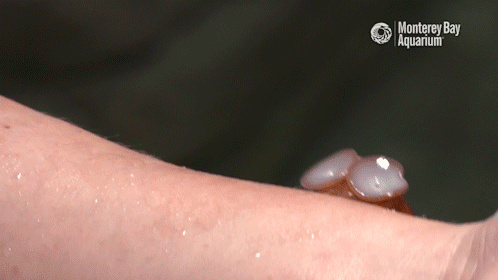 sabrecmc: montereybayaquarium:  How strong is an octopus? How many suction cups does an octopus have