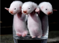 cutethingsincups:  Next up: three ferrets in a cup! Is it going to be a tie after all?