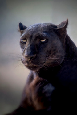 pikxchu:  Black Panther - Arizona | by Road Trip Photography 