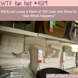 wtf-fun-factss:  What happens when you let 100 cats in an IKEA? video - WTF fun facts   