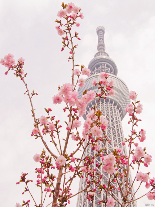 kiiseu:  by ajpscs 