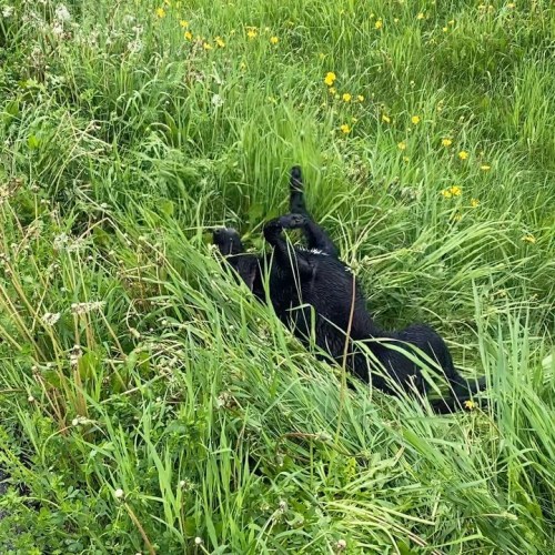 Wet grass is LIFE #puppiesofinstagram #labernese #bcspca #cute https://www.instagram.com/p/CQE2JnYM