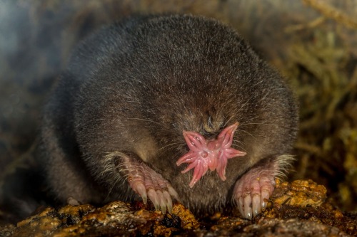 You Absolute Cowards Your Forgetting About The Best Mole Of Them All.