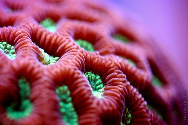 aestheticgoddess:  Coral by Felix Salazar 