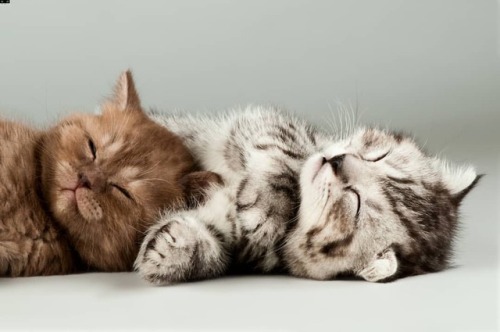 Cute https://www.youtube.com/c/WeMeow #cat #cats #wemeow #meow #catlife #cutecat #catlove #lovecats 