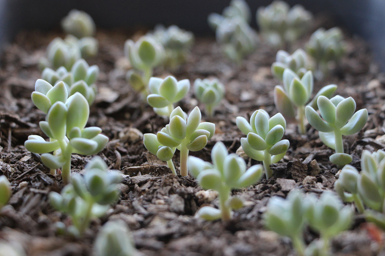 plantsyfaerie:  baelaurel:  Propagating Succulents by Needles + Leaves  graveplants