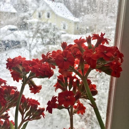 A study of inside outside, March 12, 2022. #winterflowers #snowysaturday #pinecottage #sweetheart #k