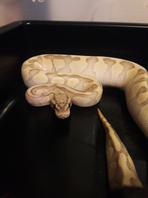 ramen-reptile: Look at who just ate her first small rat! I was concerned she might refuse since we&r