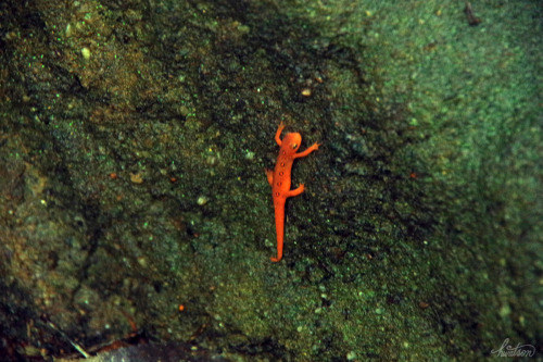 gothic-slug: frolicingintheforest: One of TWELVE Red Spotted Newts (Notophthalmus viridescens), I sa