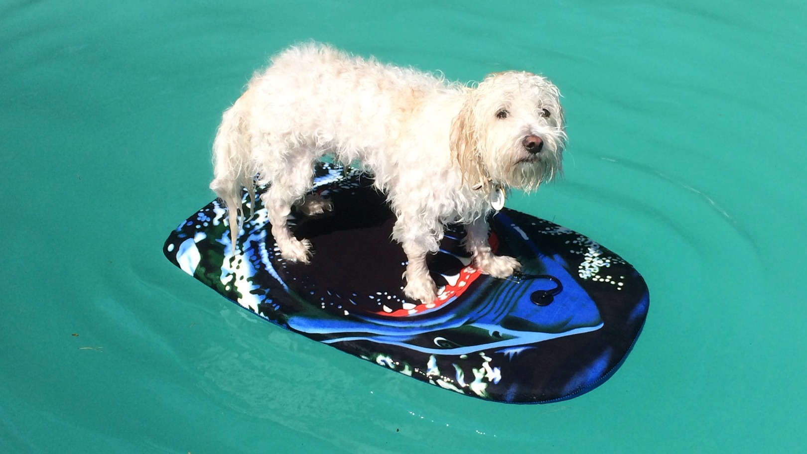 Dog Is God Backwards On Tumblr Dog Is God Backwards On Tumblr
