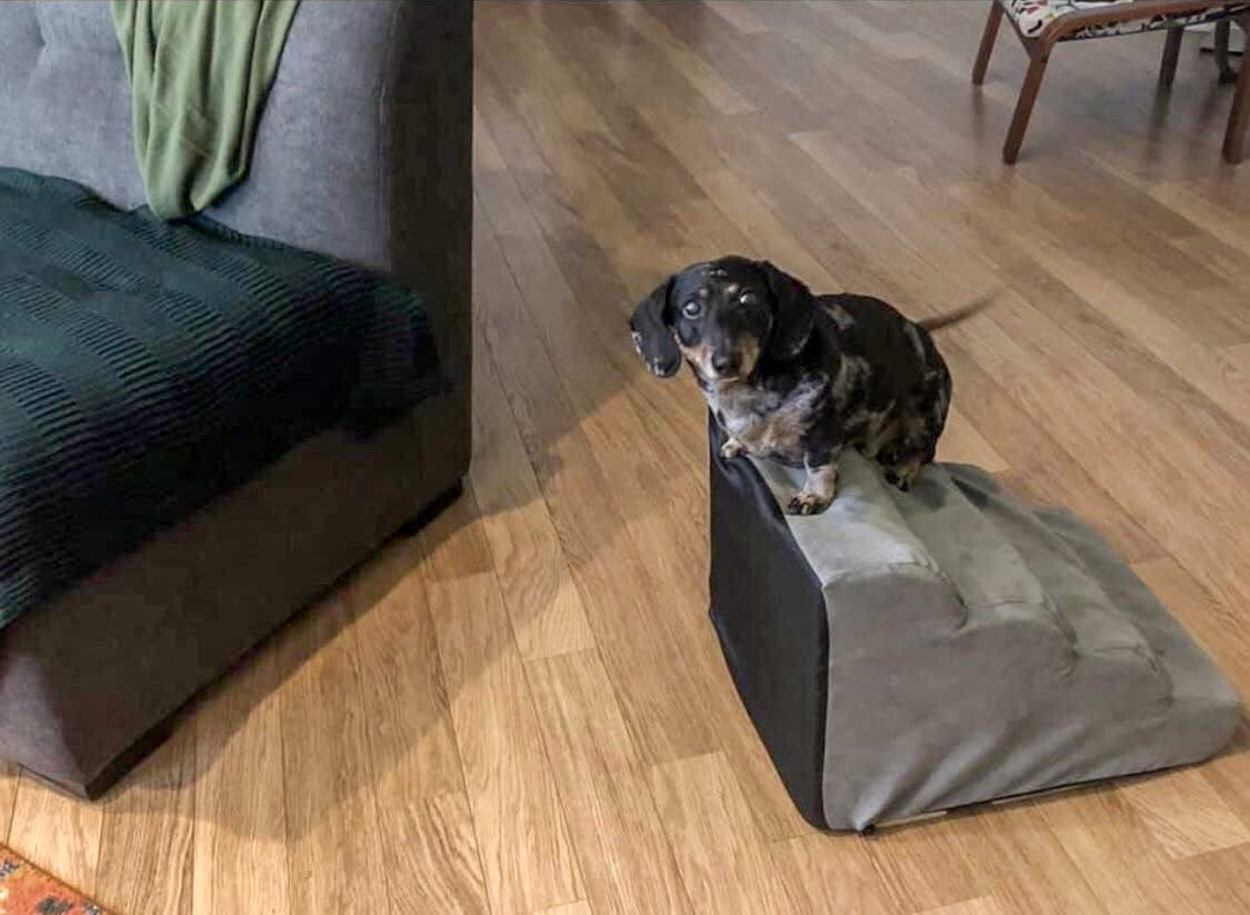 sirfrogsworth: This is the same guilt you feel when you accidentally step on a paw