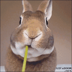 gifsboom:  Video: Bunny Devours Dandelion