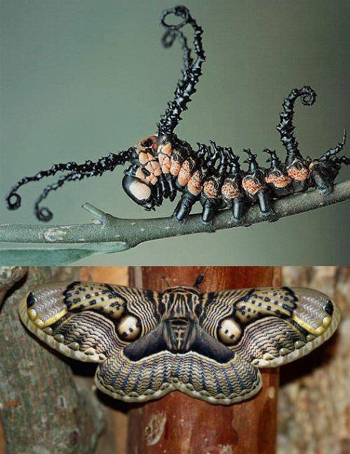 owl moth