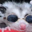 opossumsrph