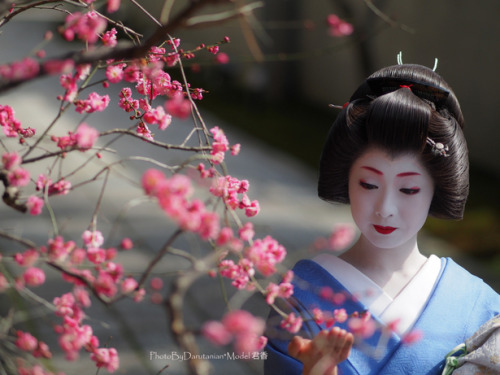 geisha-kai:February 2014: geiko Kimika san with plum blossoms, a symbol of February by DARUTANIAN on