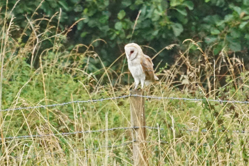  Western Barn Owl (Tyto alba) >>by Tim Birds 