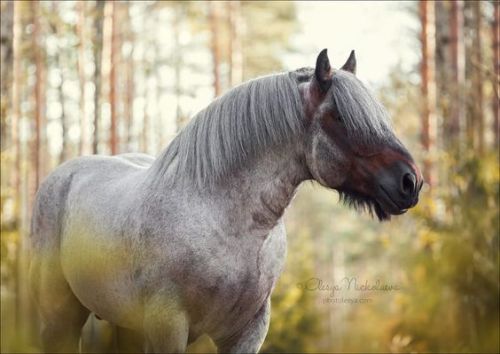 scarlettjane22:  Brabant horse  by Olesya Nickolaeva on 500px