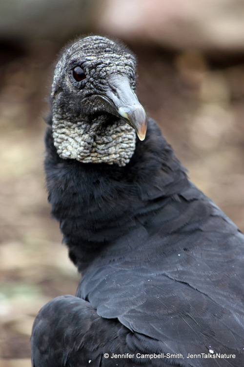 Happy International Vulture Awareness Day!  Bald is beautiful!.  Why are they bald?  