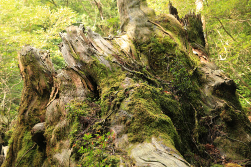 Unforgettable beauty - Photos from last summer in Yakushima. Inspiration for MOSS FOREST collection.