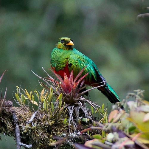 amnhnyc:With its iridescent plumage, the Golden-headed Quetzal (Pharomachrus auriceps) is a spectacu