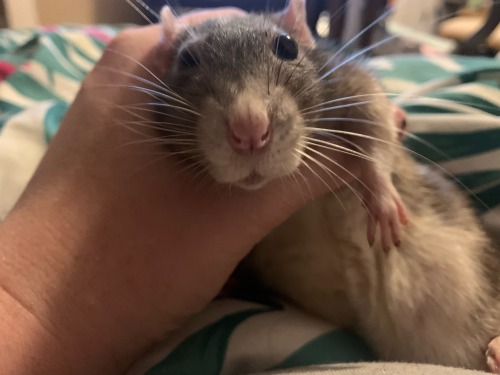 Captured And Held Accountable For Her Crimes